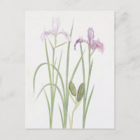 Iris Tenax von William Dykes