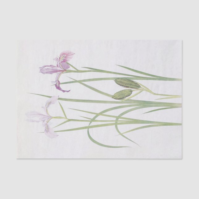 Iris Tenax von William Dykes Seidenpapier (Vorderseite)