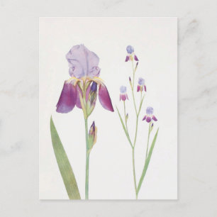Iris Trojana von William Dykes Postkarte