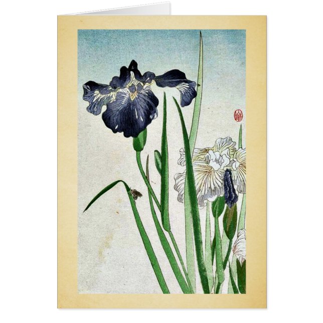 Iris Ukiyoe (Vorne)