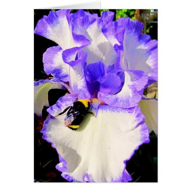 Iris und Biene (Vorne)