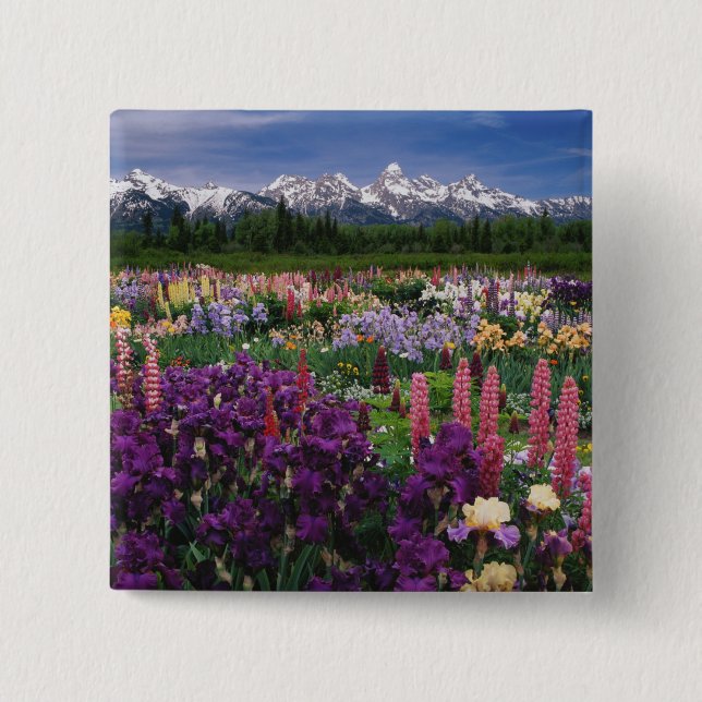 Iris und Lupine Garden und Teton Range, Button (Vorderseite)