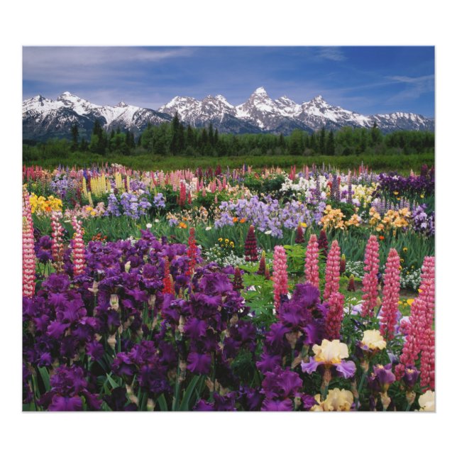 Iris und Lupine Garden und Teton Range, Fotodruck (Vorne)