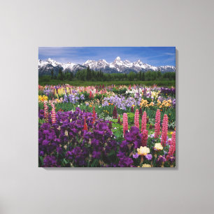 Iris und Lupine Garden und Teton Range, Leinwanddruck