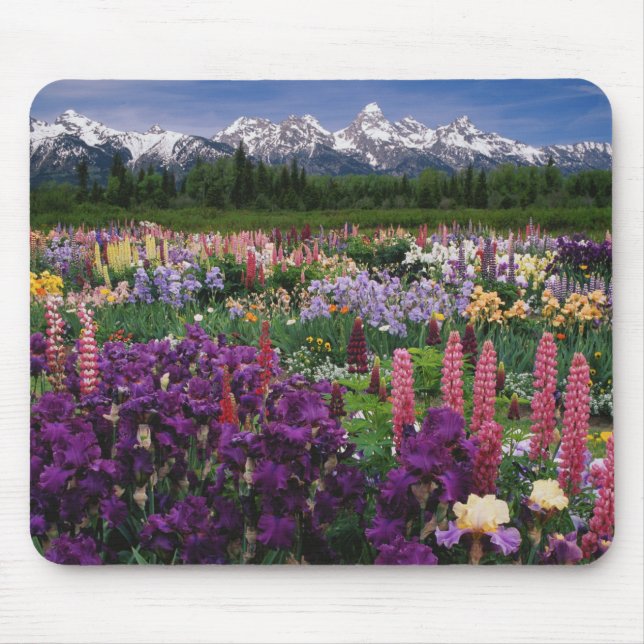Iris und Lupine Garden und Teton Range, Mousepad (Vorne)