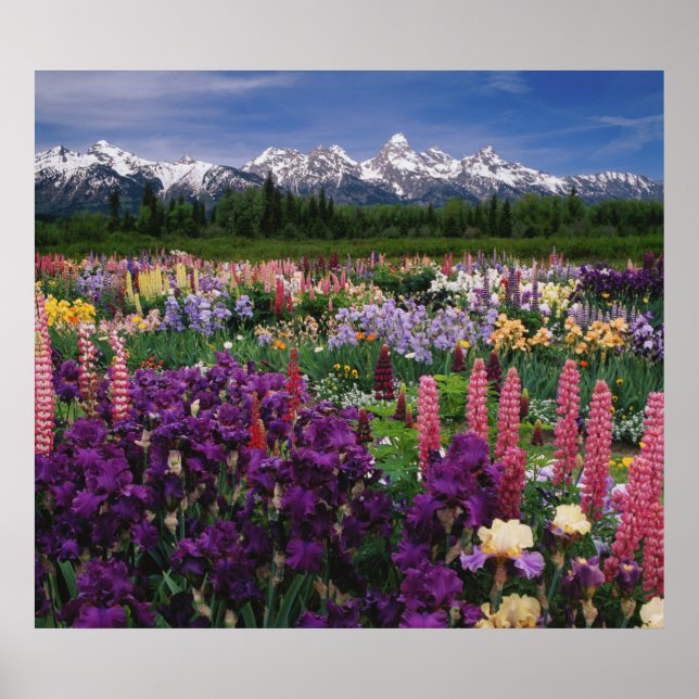 Iris und Lupine Garden und Teton Range, Poster (Vorne)