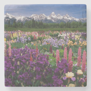 Iris und Lupine Garden und Teton Range, Steinuntersetzer