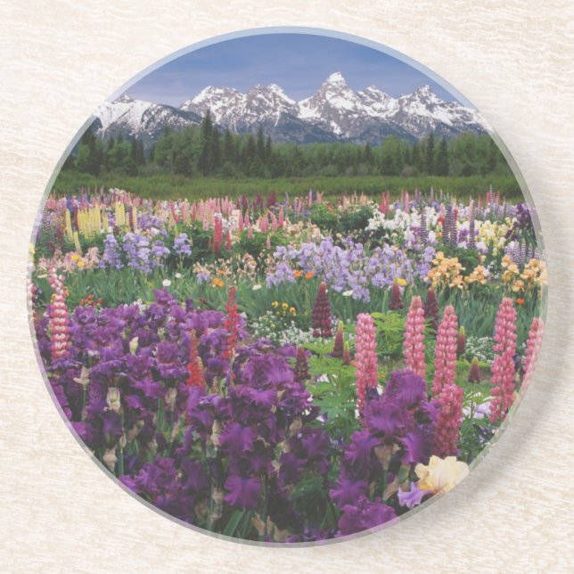 Iris und Lupine Garden und Teton Range, Untersetzer (Vorne)
