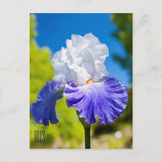 Iris Vertikale Postkarte (Vorderseite)