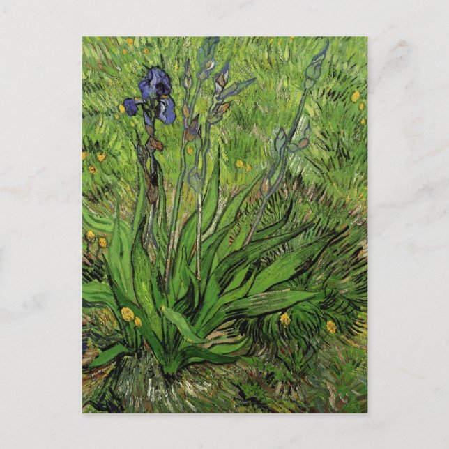 Iris, Vincent van Gogh Postkarte (Vorderseite)