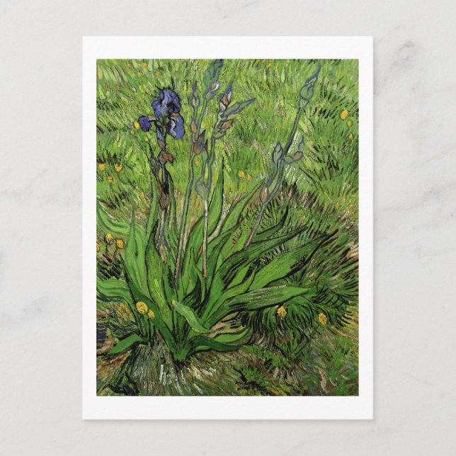 Iris, Vincent van Gogh Postkarte (Vorderseite)