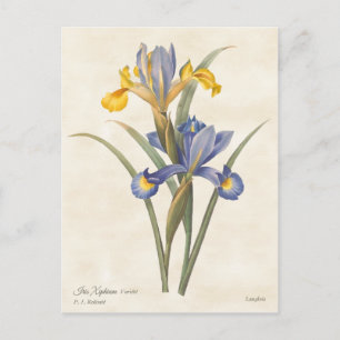 Iris Vintag botanisch Postkarte