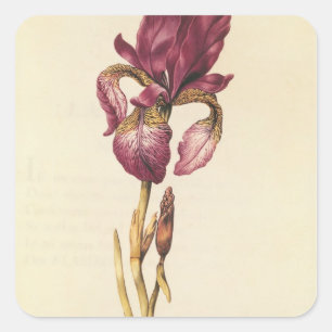 Iris, von "La Guirlande de Julie", c.1642 Quadratischer Aufkleber