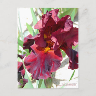 Iris "War Sayles" [Postcard] Postkarte