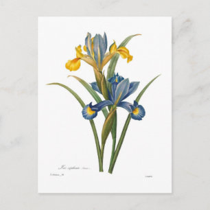 Iris xipheum postkarte
