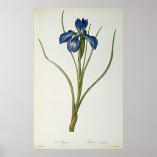 Iris Xyphioides, von "Les Liliacees", 1808 Poster