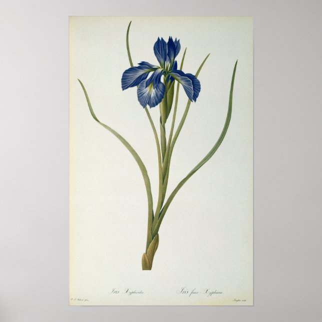 Iris Xyphioides von `Les Liliacees', 1808 Poster (Vorne)