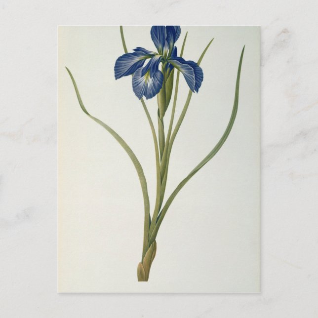 Iris Xyphioides von `Les Liliacees', 1808 Postkarte (Vorderseite)