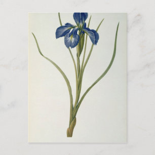 Iris Xyphioides von `Les Liliacees', 1808 Postkarte