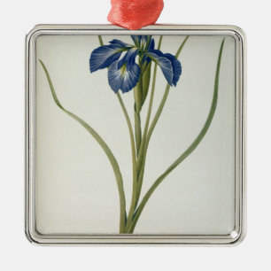 Iris Xyphioides, von "Les Liliacees", 1808 Silbernes Ornament
