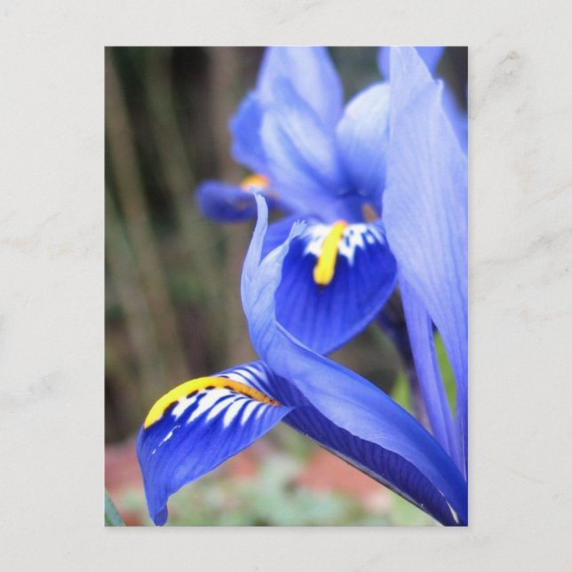 Irisblätter Postkarte (Vorderseite)