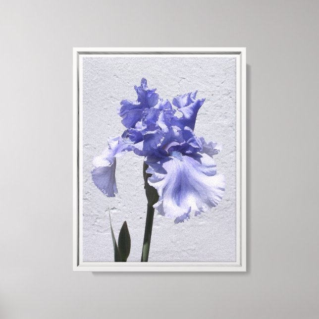 Irisblüte Leinwanddruck (Vorderseite)