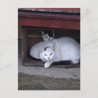 Irische Katzen nehmen an einem Regentag in Irland Postkarte