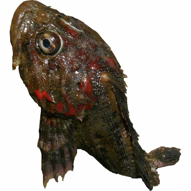 Irischer Lord Rock Fish Fotoskulptur Schlüsselanhänger (Vorne)