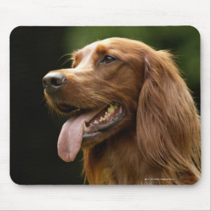Irischer Setter 2 Mousepad