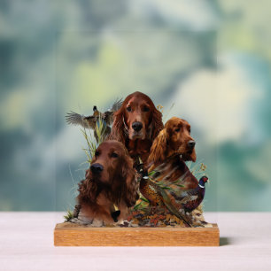 Irischer Setter Acrylschild