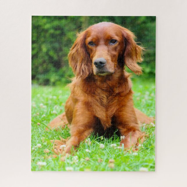 Irischer Setter Hund. Puzzle (Vertikal)