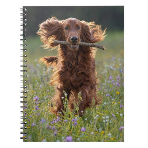 Irischer Setter läuft mit einem Stock Notizblock