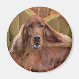 Irischer Setter, Sophie Magnet