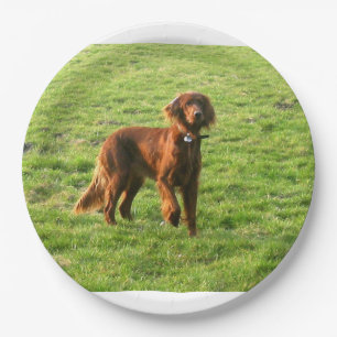 irischer Setter voll 2 Pappteller