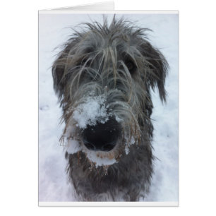 irischer Wolfhound, der im Schnee spielt