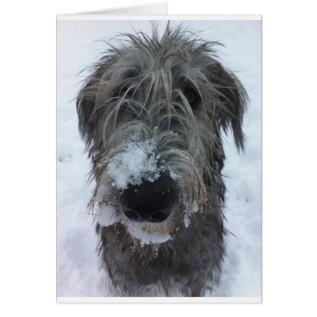 Irischer Wolfhund spielt im Schnee (Vorne)