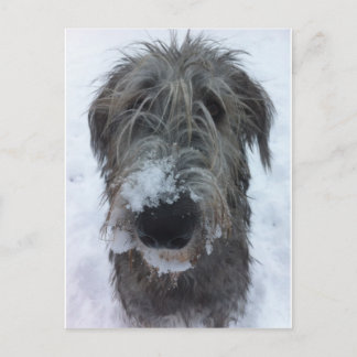 Irischer Wolfhund spielt im Schnee Postkarte