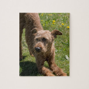 Irisches Terrier-Yoga Puzzle