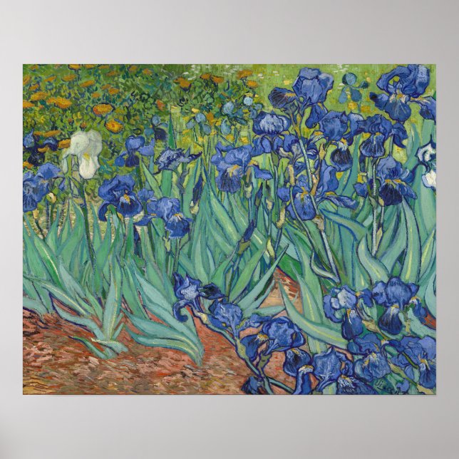 Irises Poster (Vorne)