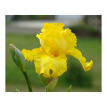 IRISES Yellow Iris Blume Art Prints Posters