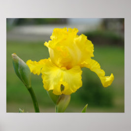 IRISES Yellow Iris Blume Art Prints Posters Poster