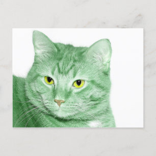 Irish Cat Postkarte