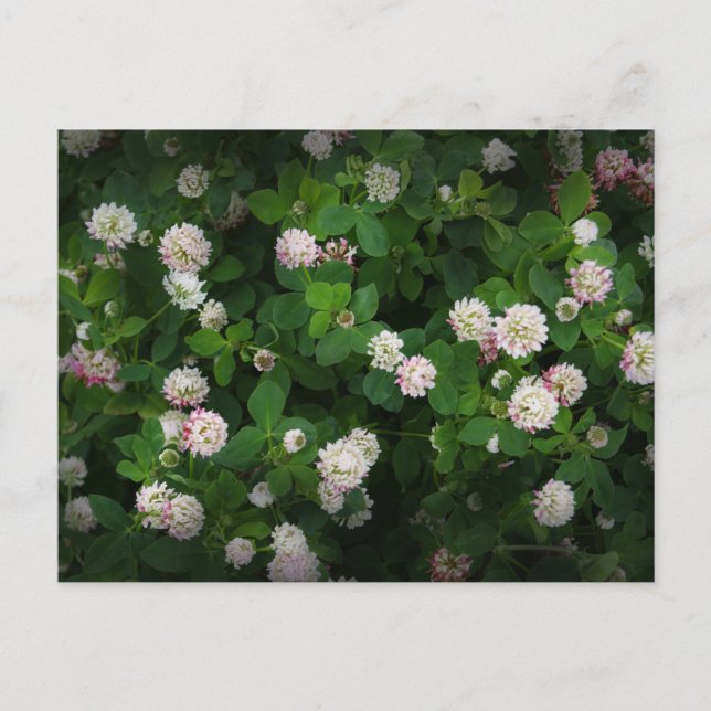 Irish Clovers 4 Leaf Blätter Lucky St Patricks Day Postkarte (Vorderseite)