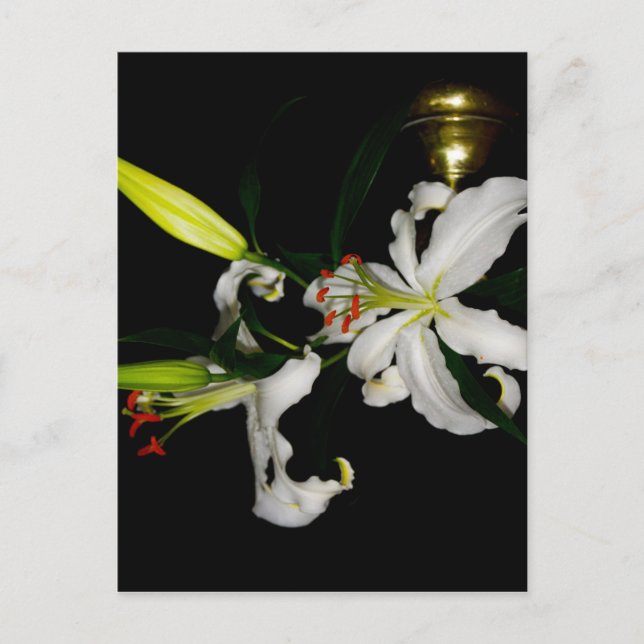 Irish Design - The Blume Collection Postkarte (Vorderseite)