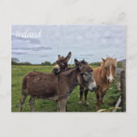Irish Donkey and Horse, Ireland Postcard