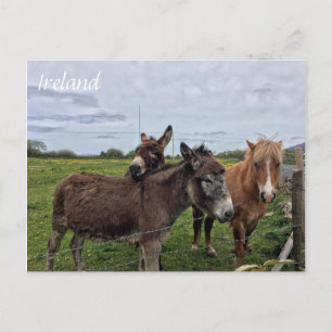 Irish Donkey and Horse, Ireland Postcard Postkarte