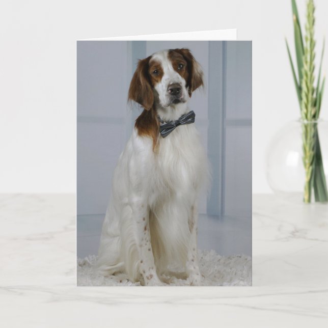 Irish Red and White Setter "Hero" Card Karte (Vorderseite)