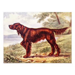 Irish Setter 1900 Abbildung eines Sporthundes Fotodruck