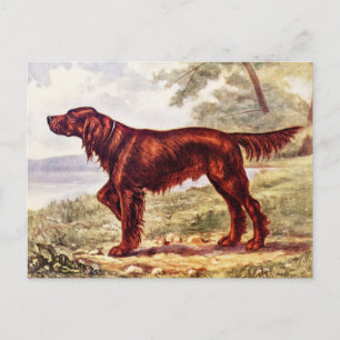 Irish Setter 1900 Abbildung eines Sporthundes Postkarte