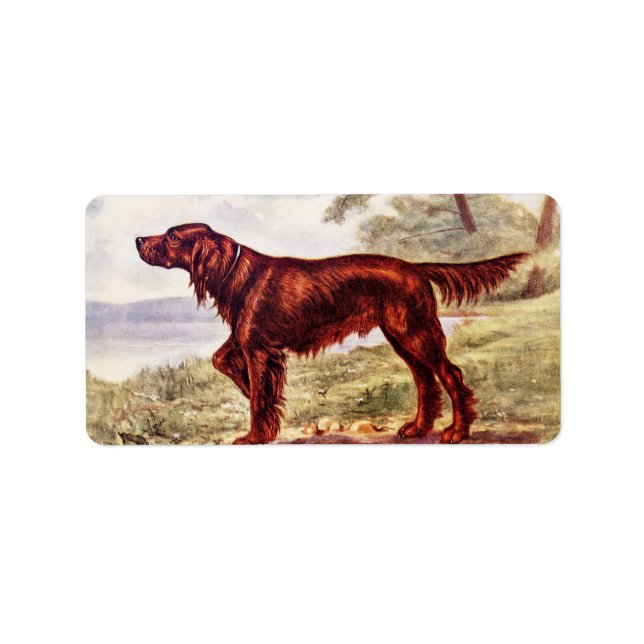 Irish Setter 1900 Illustration of Sporting Dog Adressaufkleber (Vorne)